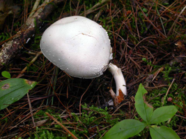 Agaricus cretacellus – This is a new species for Door County and was found at Toft Point on September 2, 2013.